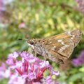 Atalopedes huron