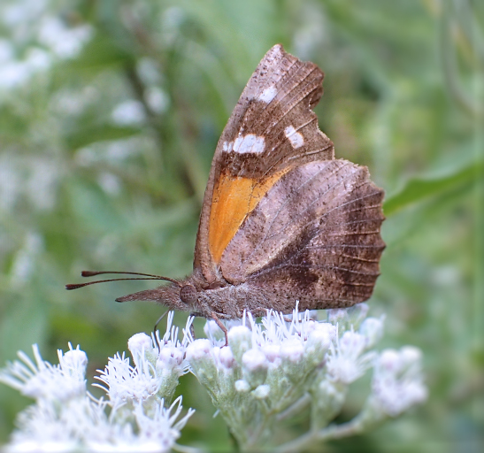 Libytheana carinenta (American Snout)