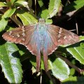 Urbanus proteus