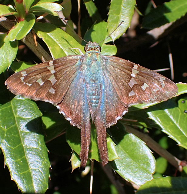 Urbanus proteus (Long-tailed Skipper)
