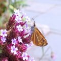 Ancyloxypha numitor
