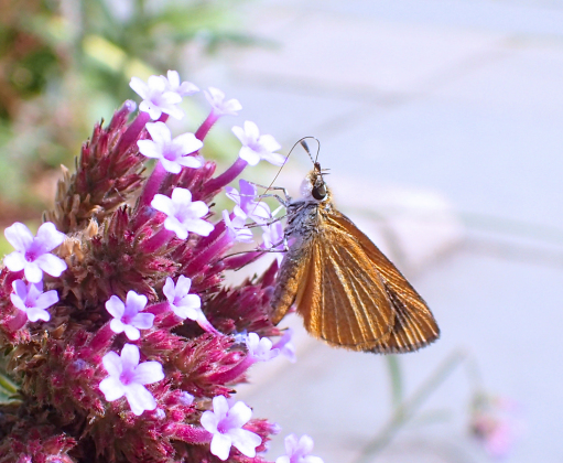 Ancyloxypha numitor (Least Skipper)