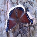 Nymphalis antiopa