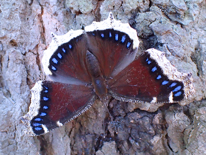 Nymphalis antiopa (Mourning Cloak)