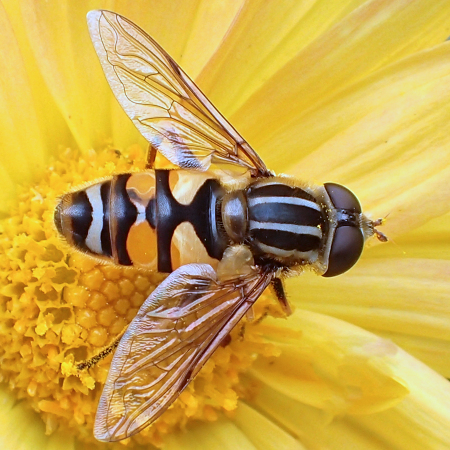 Helophilus fasciatus (Narrow-headed Marsh Fly)