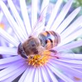 Eristalis tenax