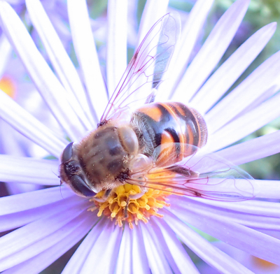 Eristalis tenax (Drone Fly)