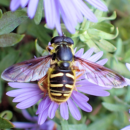 Sericomyia chrysotoxoides (Oblique-banded Pond Fly)