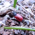 Tricrania sanguinipennis