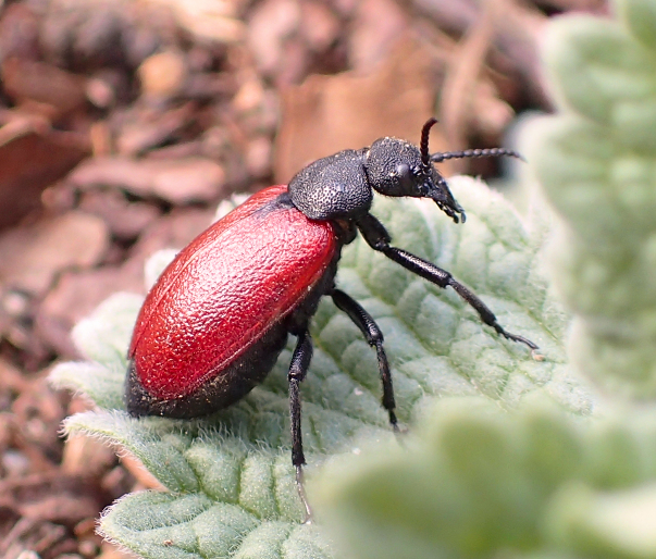 Tricrania sanguinipennis (Blood-winged Blister Beetle)