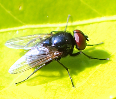 Genus Hydrotaea (Black Dump Flies)