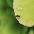 Elachiptera