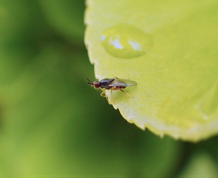 Genus Elachiptera