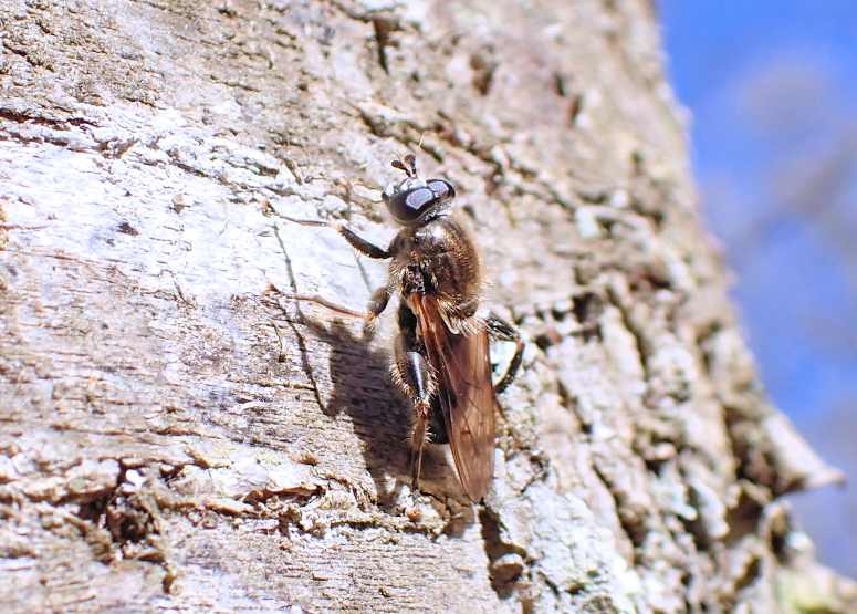 Brachypalpus oarus (Eastern Catkin Fly)
