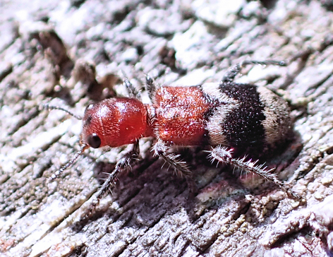 Enoclerus nigripes
