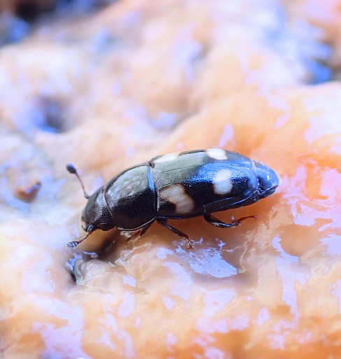 Glischrochilus quadrisignatus (Four-spotted Sap Beetle)