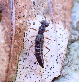 Genus Stenus