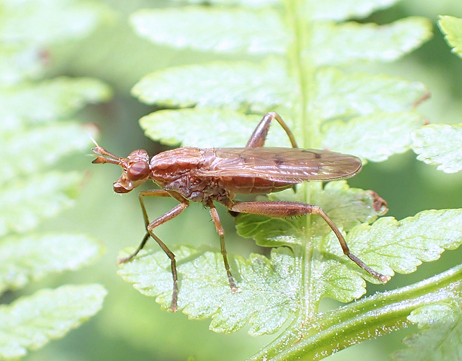 Genus Sepedon (Snail-killing Flies)