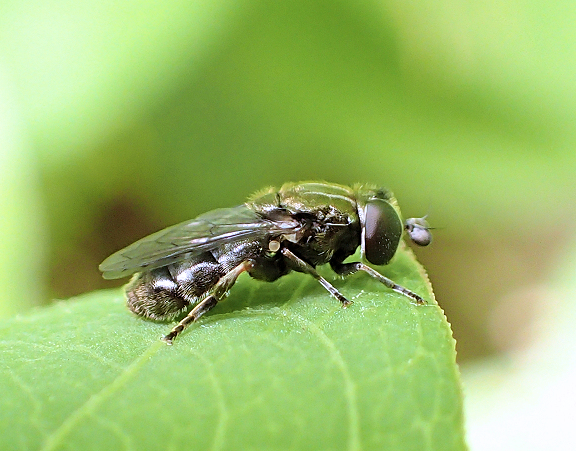 Genus Eumerus