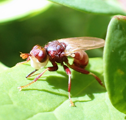 Genus Myopa