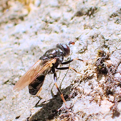 Lejota aerea (Golden Trunksitter)