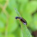 Leptotrachelus dorsalis