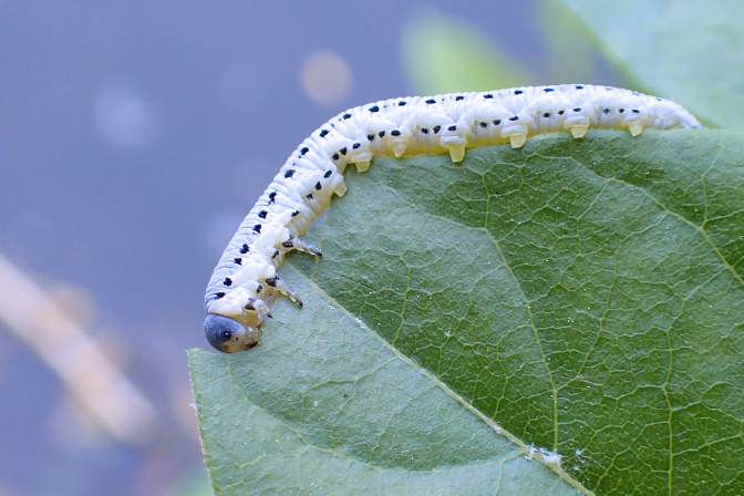 Pseudosiobla excavata