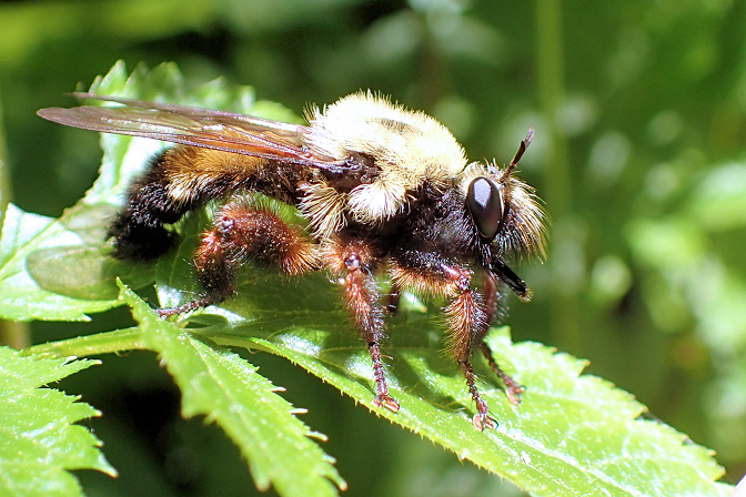 Laphria thoracica (Eastern Yellow-backed Laphria)