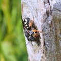 Pseudoanthidium nanum
