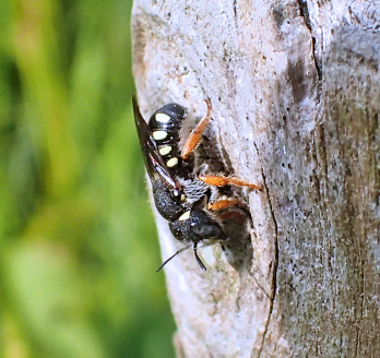 Pseudoanthidium nanum (European Small-Woolcarder)
