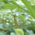 Bittacus