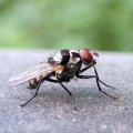 Anthomyia oculifera