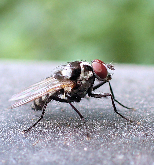 Anthomyia oculifera