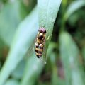 Eupeodes
