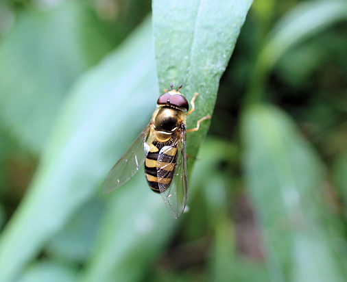 Genus Eupeodes (Aphideaters)