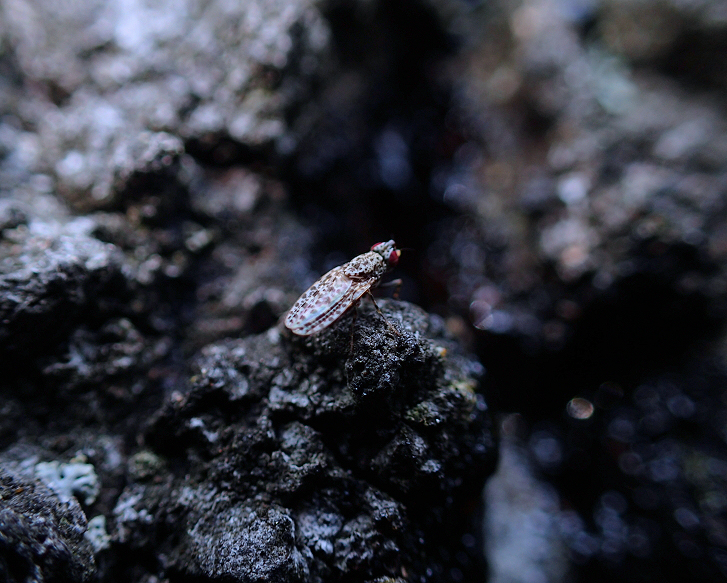 Genus Traginops