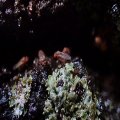 Drosophilidae