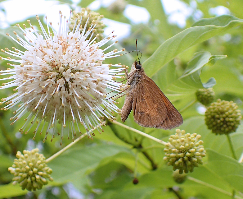 Poanes viator (Broad-winged Skipper)