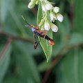 Synanthedon richardsi