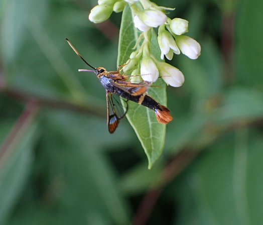 Synanthedon richardsi