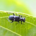 Phyllobaenus unifasciatus