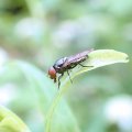 Chrysogaster