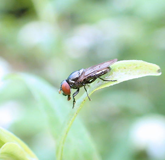 Genus Chrysogaster (Low-horned Wrinkleheads)