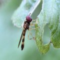 Melanostoma mellinum