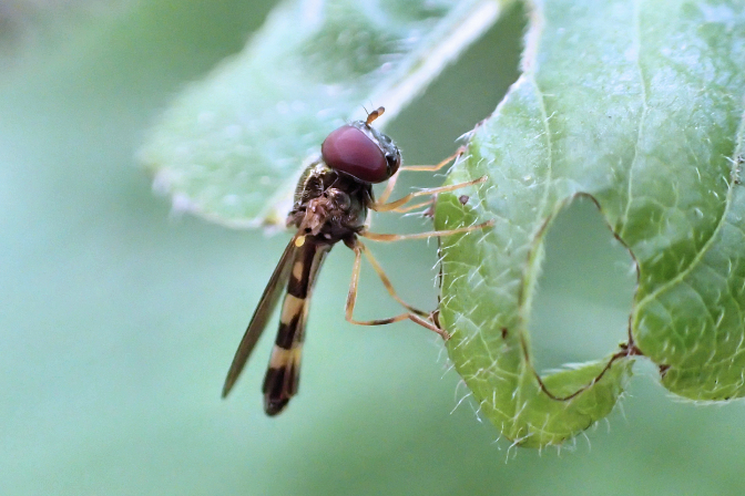 Melanostoma mellinum (Variable Duskyface Fly)
