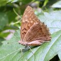 Asterocampa clyton