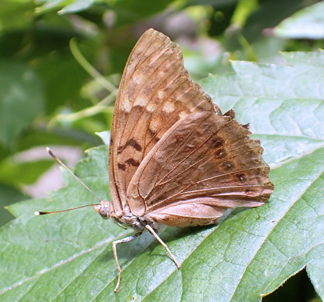 Asterocampa clyton (Tawny Emperor)