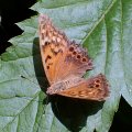 Asterocampa clyton