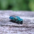 Chrysididae