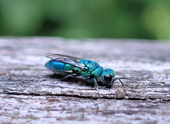 Family Chrysididae (Cuckoo Wasps)